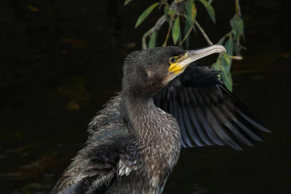 Zwarte Aalscholver Portret Profiel Zittend Rivier Met Zijn Gebogen Snavel — Stockfoto