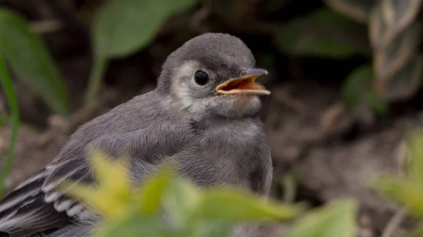 Winzige Niedliche Baby Vogel Porträt Zwitschert Für Seine Mutter Mit — Stockfoto