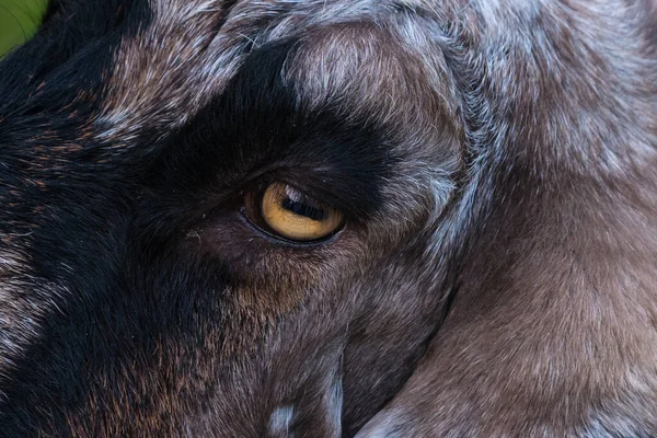 Close up of a goat\'s eye and part of face looking at the camera.