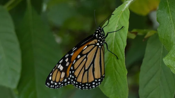 Bella Farfalla Monarca Seduta Una Foglia — Foto Stock