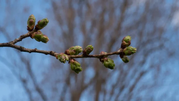 Brotes Que Aparecen Rama Árbol Comienzo Primavera Con Árboles Sin — Foto de Stock