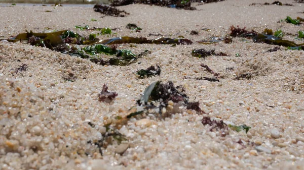 Closeup Grãos Areia Uma Praia Com Algas Espalhadas Pela Areia — Fotografia de Stock