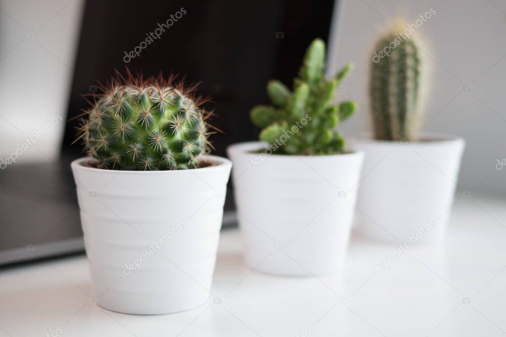 Three green cactuses in white pots on a white table and a notebook / laptop computer in the background.  Shallow depth of field