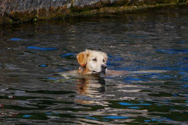 Golden retriever köpeği serinlemek için güneşli bir günde gölde yüzüyor..