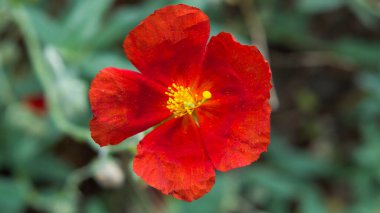 Sahada çok güzel kırmızı gelincik sığ bir alan derinliği ve pürüzsüz bir bokeh arkaplanı var. Üst aşağı görünüm kapat.