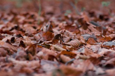 Sonbaharda orman zemininde kurumuş kahverengi yapraklar, sığ odak noktası 