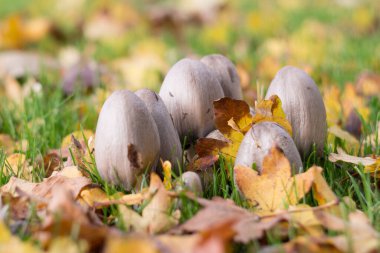 Sonbaharda ormanda yaprakları dökülen mantar ve mantarlar.