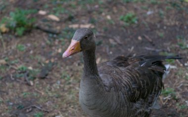 Greylag Goose portresi, alanın sığ derinliği.