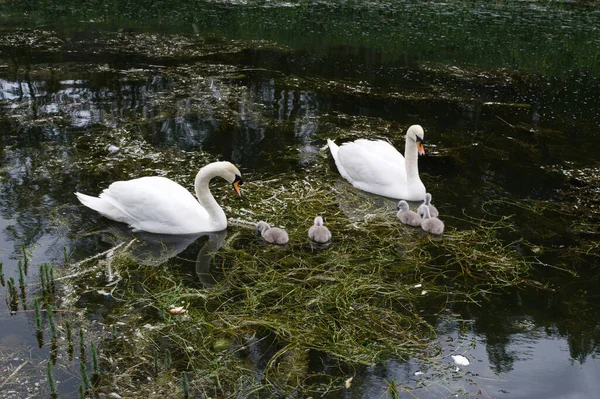Familia Cisnes Dos Adultos Cinco Crías Río Primavera Río Está — Foto de Stock
