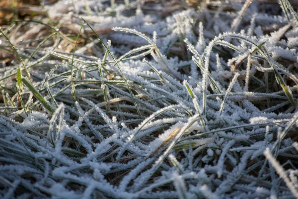 Gefrorene Grashalme Winter Auf Dem Boden — Stockfoto