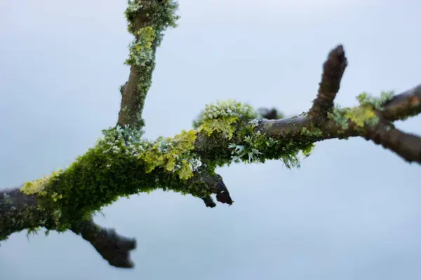 Lichen Moss Growing Branch Tree Winter Closeup Macro — Stock Photo, Image