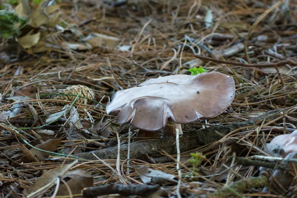 Grote Paddestoel Het Bos Herfst Met Dennennaalden Dennenappels — Stockfoto