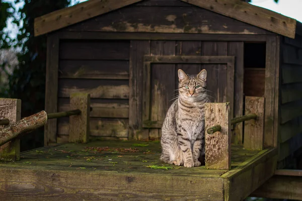 Kışın ağaçlık evin dışındaki verandada oturan kedi.