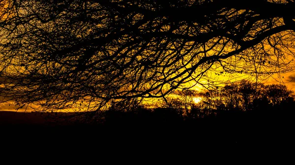 Vivido Cielo Arancio Tramonto Con Rami Invernali Neri Silhouette Durante — Foto Stock