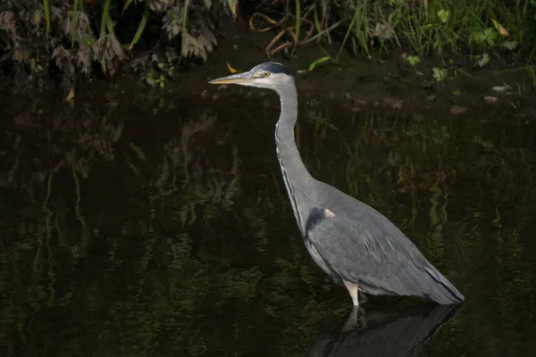 Обыкновенная Цапля Серая Цапля Ardea Cinerea Плывущая Реке Поисках Рыбы — стоковое фото