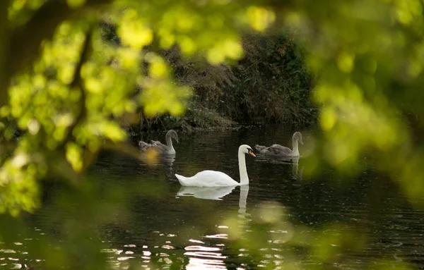 Cisne Bonito Com Dois Cygnets Lagoa Através Folhas Iluminadas Pelo — Fotografia de Stock