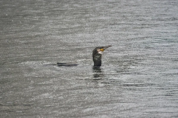 Black cormorant fishing in the lake during a rain storm with raindrops splashing