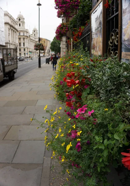 Паба Гринвиче Лондон Англия Выставлены Сочные Цветы — стоковое фото