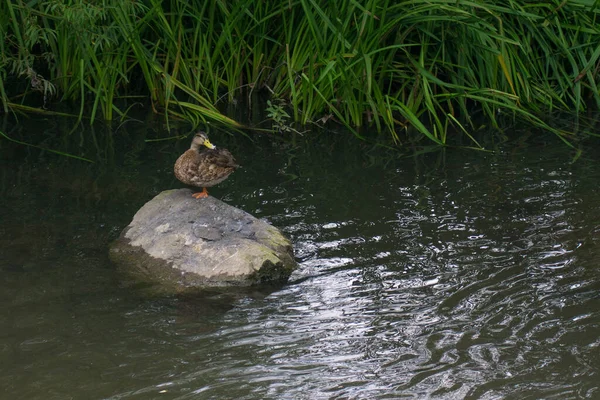 Dişi Mallard Ördeği Arka Planda Kamışlarıyla Nehirde Kayaların Üzerinde Dinleniyor — Stok fotoğraf