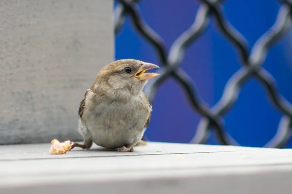 Baby Sperling Vogel Mit Geöffnetem Schnabel Frisst Ein Stück Eiswaffelkornett — Stockfoto
