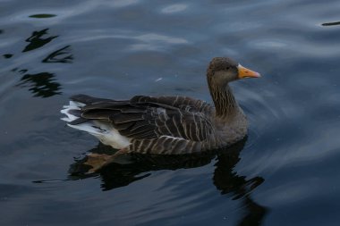 Greylag Goose (Anser anser) portresi, bir gölde yüzüyor.