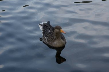 Greylag Goose (Anser anser) portresi, bir gölde yüzüyor.
