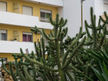 Sokaktaki uzun dikenli yabani kaktüsler, Faro, Algarve, Portekiz.