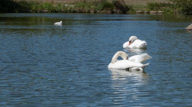 Bir çift dilsiz kuğu, tüylerini bir gölette serinletiyor. Yazın güneşli bir gün..