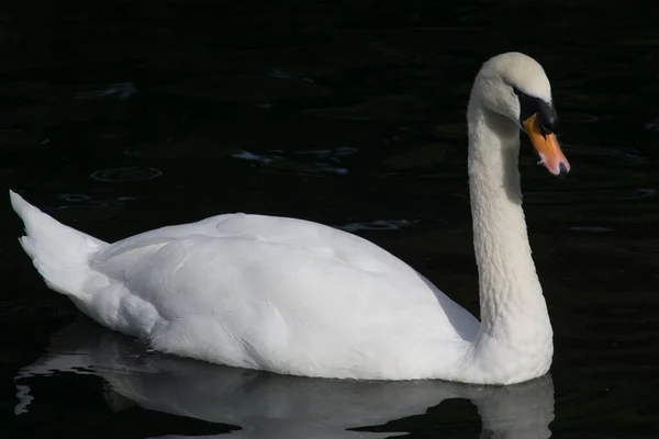 Hermoso Retrato Cisne Mudo Nadando Aguas Tranquilas Oscuras — Foto de Stock