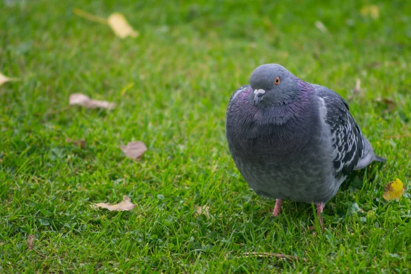 Fat Chubby Pigeon Standing Grass Lawn — Stock Photo, Image