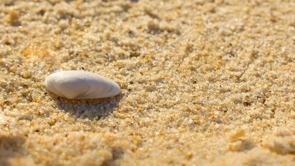 Coquille Mer Sur Plage Sable — Photo