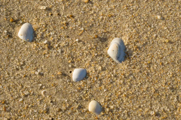 Conchas Mar Areia Molhada Praia — Fotografia de Stock
