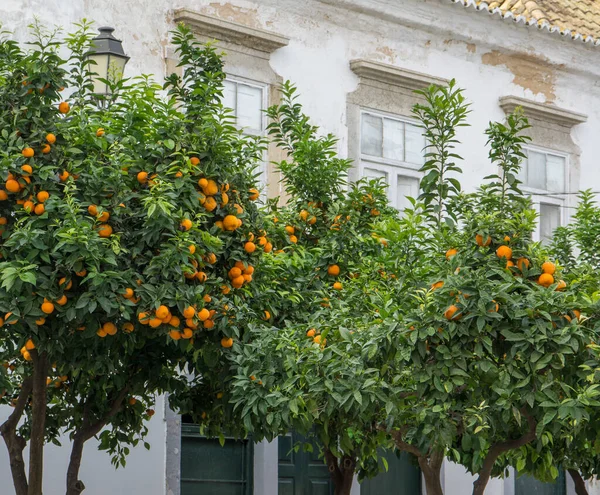 Faro, Algarve, Portekiz 'de bir sokakta portakal yüklü portakal ağaçları