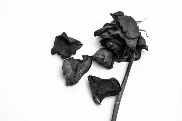 枯萎的玫瑰 枯萎的花瓣 白色的背景 黑白图像 — 图库照片