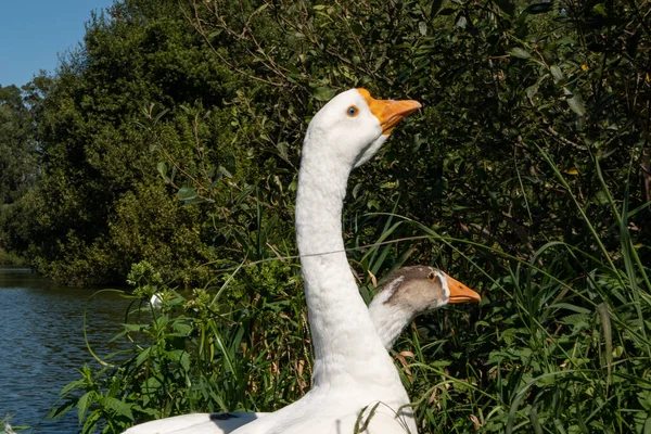 Yazın Bir Göletin Kıyısında Duran Bir Çift Vahşi Beyaz Kaz — Stok fotoğraf