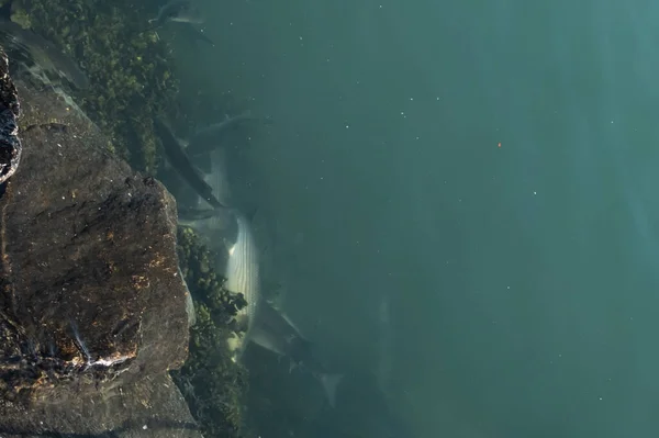 Tekir Balığı Yazın Kıyıya Yakın Sığ Sularda Beslenir — Stok fotoğraf