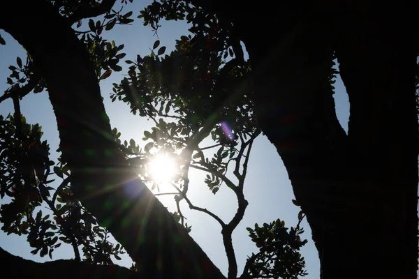 夕日のシルエットの木の枝を通して輝く太陽のバースト — ストック写真