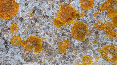 Sert, dokulu eski kaya yüzeyi ve sarı liken yetişiyor.