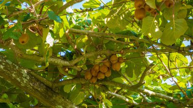 Sarmaşıkta yetişen kivi meyveleri