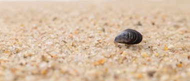 Bekar deniz kabuğu, kumlu sahilde yatan midye kabuğu. Sol tarafında kopyalama alanı olan yüzeysel alan derinliği.