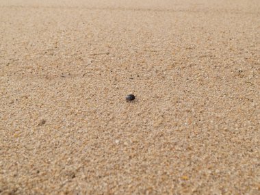 Tek bir midye kabuğu kumsalda tek başına yatıyor. Yüzeyin derinliği. Geniş açı.