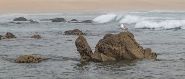 Martı, arka planda plajla okyanustan çıkan uzun kayalara tünemişti.