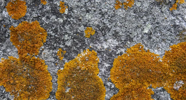 Superficie Roca Vieja Áspera Texturizada Con Liquen Amarillo Creciendo — Foto de Stock
