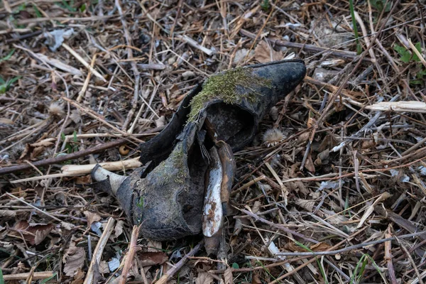 Abandoned Woman High Heeled Shoe Lying Ground Decaying Moss Growing — Stock Photo, Image