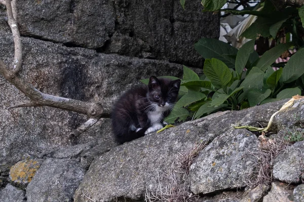 Young kitten with black and white fur sitting on old stone wall. Kitten has injured / infected eye
