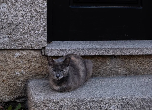 Lindo Gris Oscuro Azul Birmano Gato Tendido Piedra Puerta Fuera — Foto de Stock