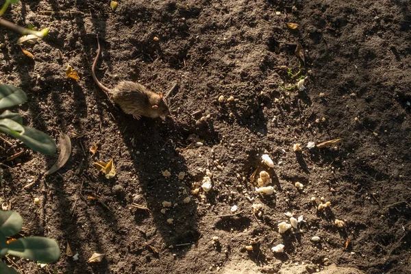 Rata Comiendo Comida Sobrante Arriba — Foto de Stock