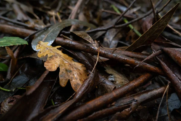 Hojas Roble Caído Ramitas Suelo Los Bosques Otoño Día Lluvioso — Foto de Stock