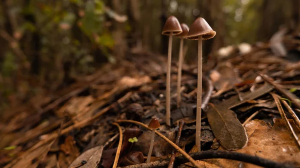 Închideți Ciupercile Care Cresc Pădure Toamna Înconjurate Frunze Maro Căzute — Fotografie, imagine de stoc