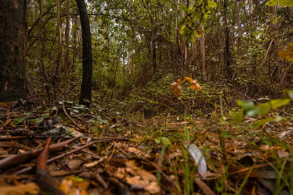 地面に落ちた茶色の葉で秋の鬱蒼とした森のシーン 低い角度 浅い深さのフィールド — ストック写真